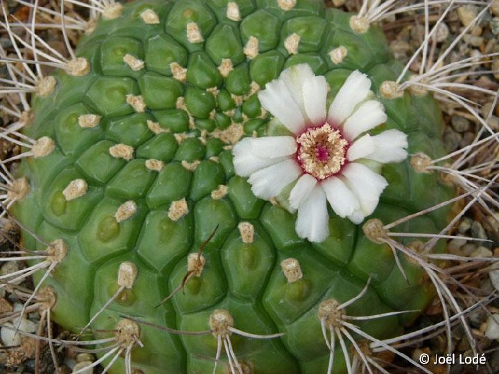 Gymnocalycium pflanzii zegarrae v. riograndense ©JLcoll.1971